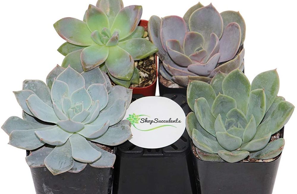 succulents for mother's day gift
