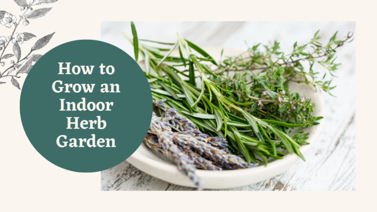 how to grow an indoor herb garden