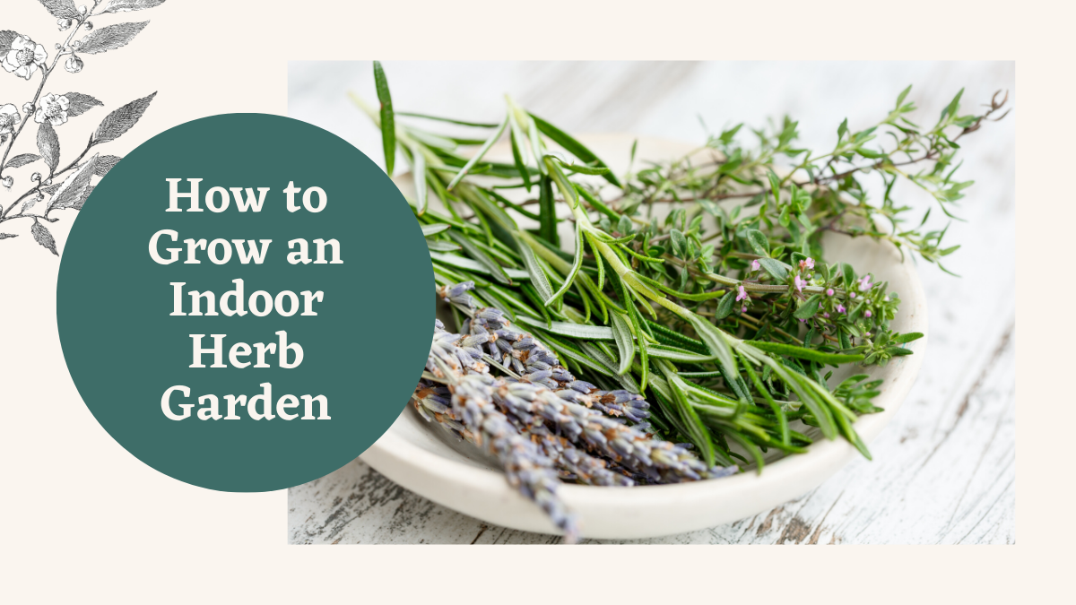 How To Start An Indoor Herb Garden - XOXO Shelly