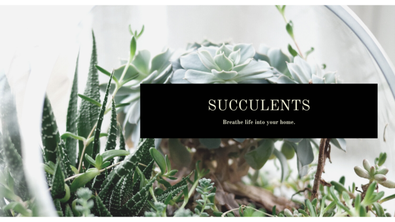 The Best Succulents For Your Home